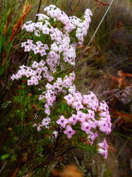 Erica daphniflora var. daphniflora resmi