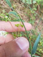 Image of Ceratocapnos claviculata subsp. claviculata