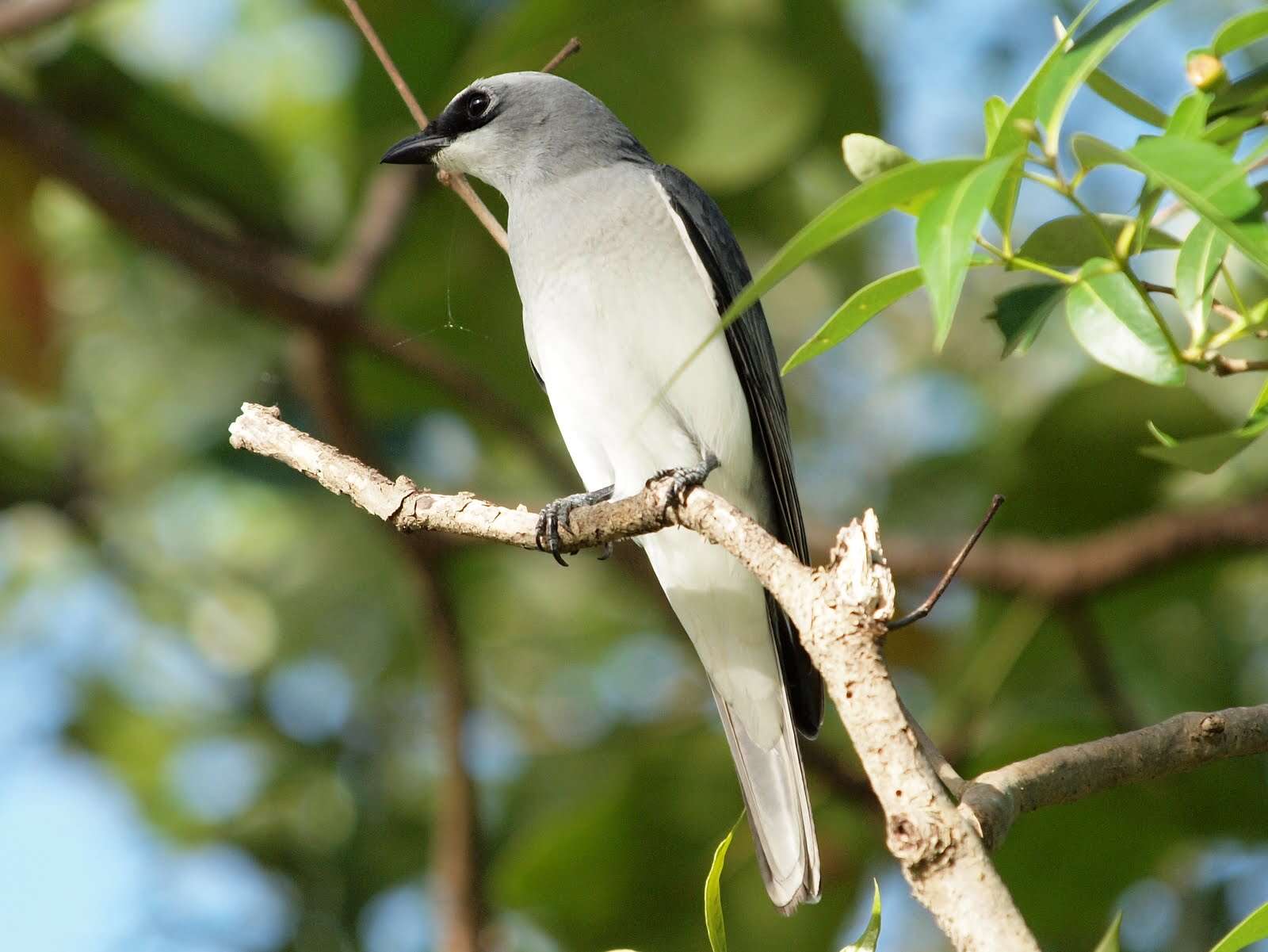 Image of White-bellied Cuckoo-shrike