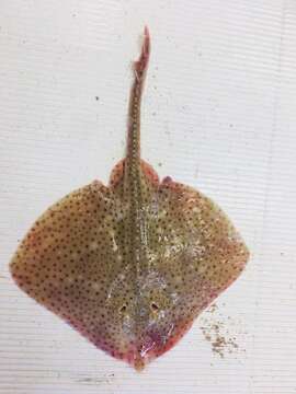 Image of Blonde Ray