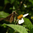 Image of Fawn-spotted Skipper