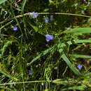 Sivun Wahlenbergia insulae-howei Lothian kuva