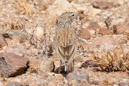 Image of Stark's Lark