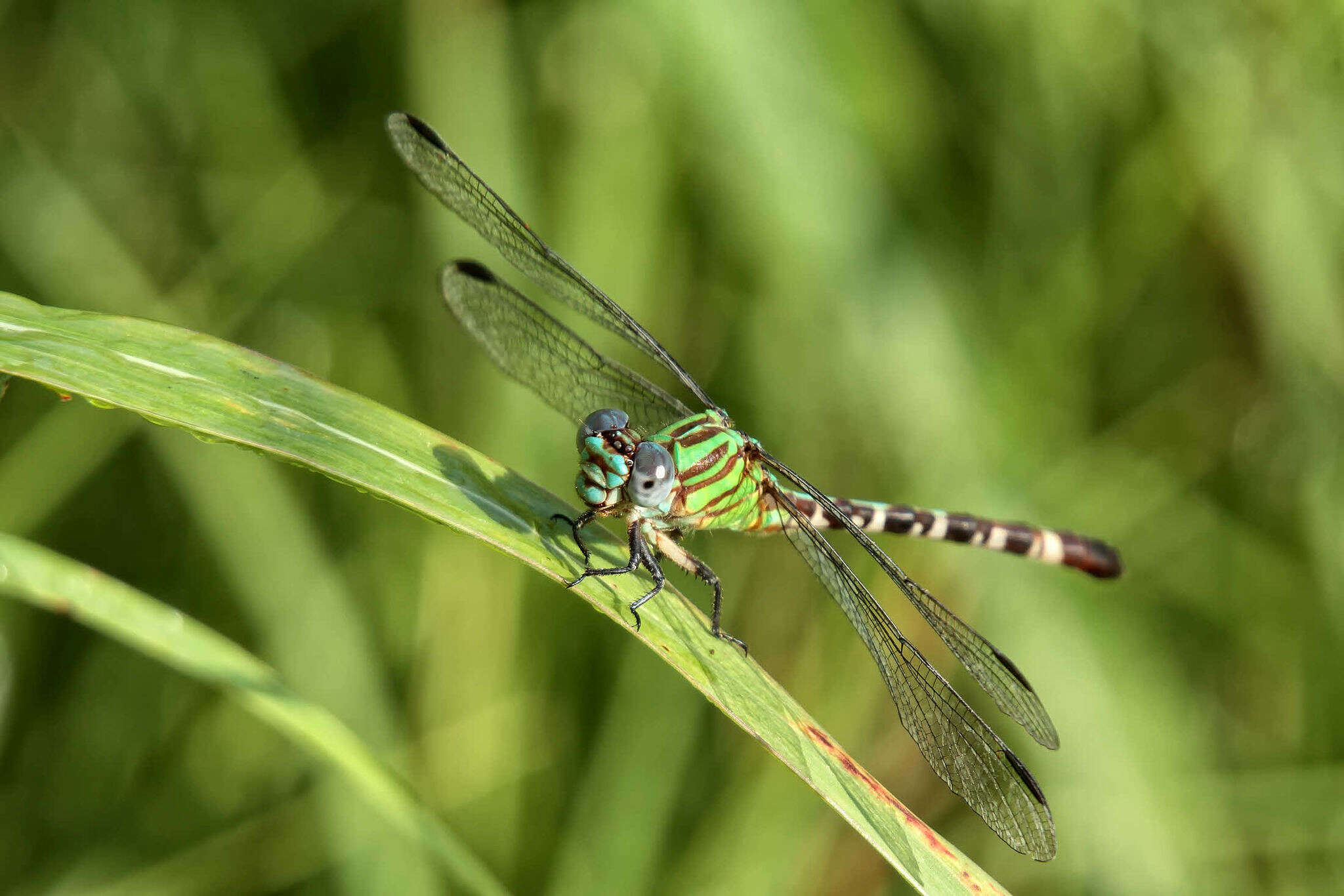 Image of Blue-faced Ringtail