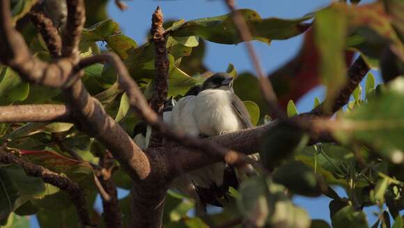 Image of White-breasted Woodswallow