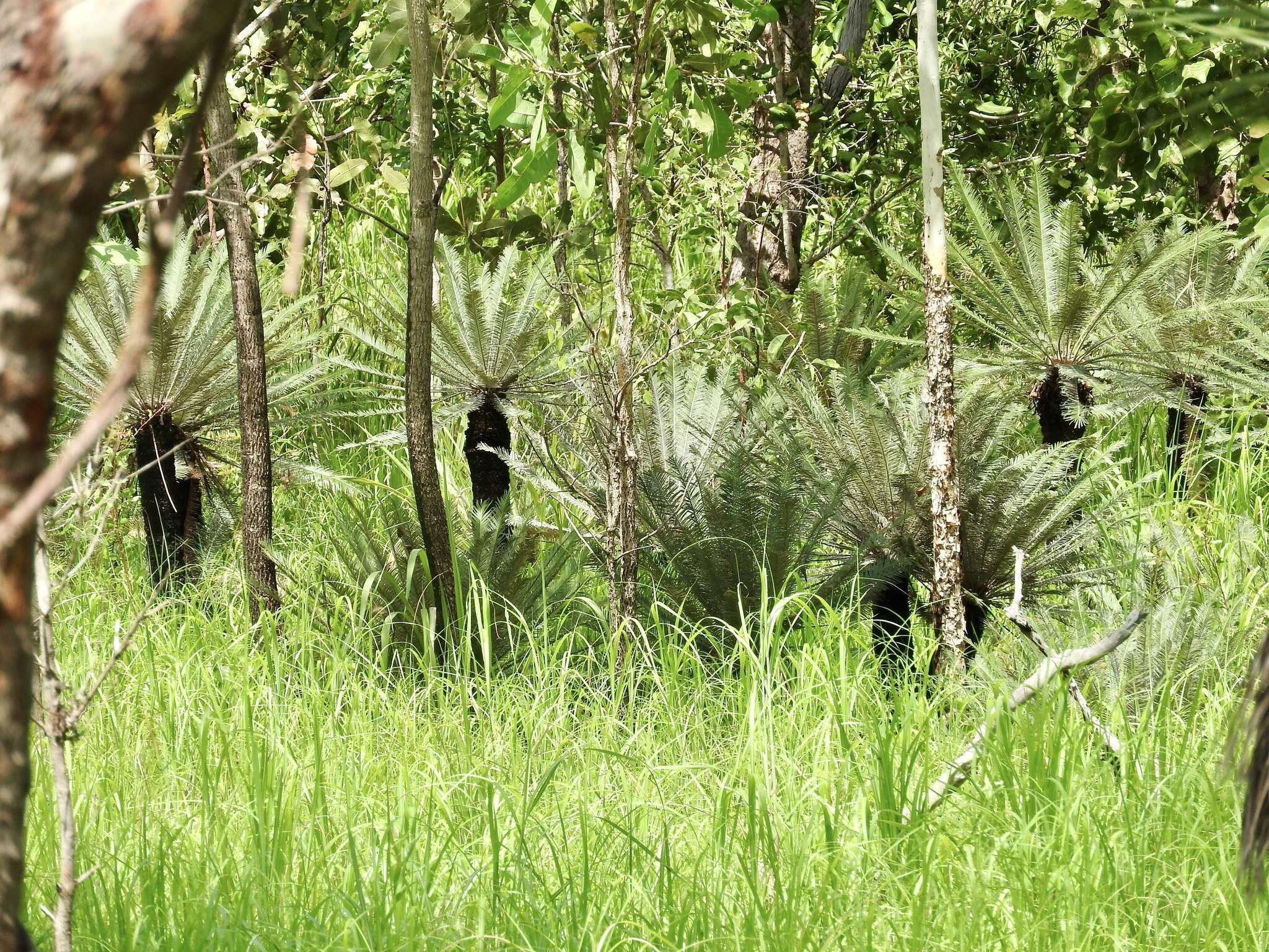 Image of Cycad