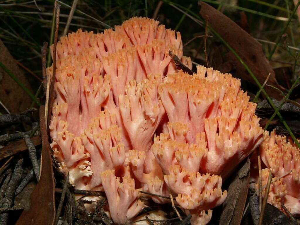 Image de Ramaria capitata Corner 1950