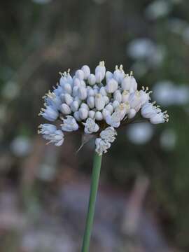 Image of Allium carmeli Boiss.