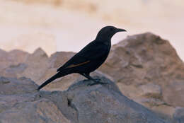 Image of Arabian Chestnut-winged Starling