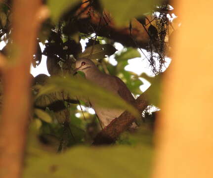 Image of Tuxtla Quail-Dove