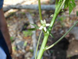 Image of Jarilla chocola Standl.