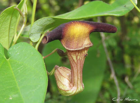 Image of Aristolochia birostris Duch.