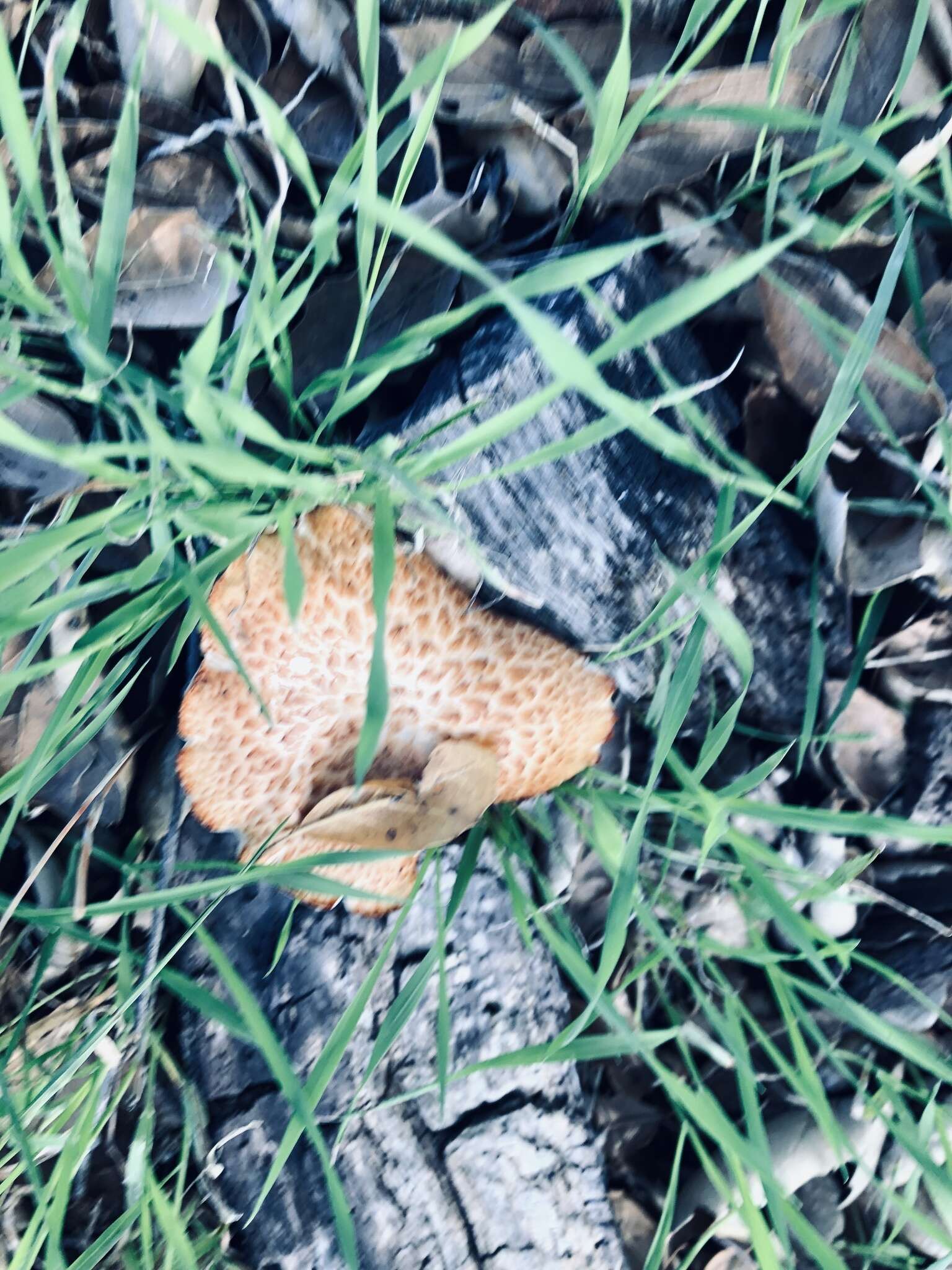 Image de Polypore enfumé