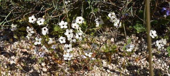 Image of golden linanthus