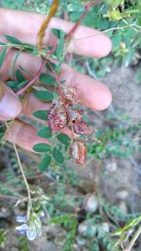 Image of freckled milkvetch