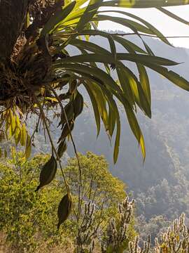 Image of Cymbidium erythraeum Lindl.