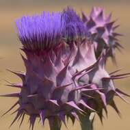 Image of Cynara auranitica Post