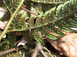 Image de Dryopteris setosa (Thunb. ex Murr.) Akasawa