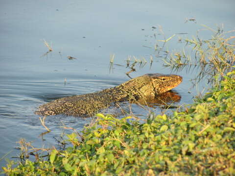 Image of Common Water Monitor