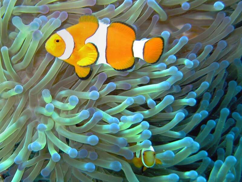 Image of Common clownfish