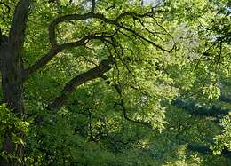 Image of black locust