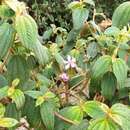 Image de Tibouchina mollis (Bonpl.) Cogn.