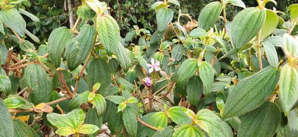 Imagem de Tibouchina mollis (Bonpl.) Cogn.