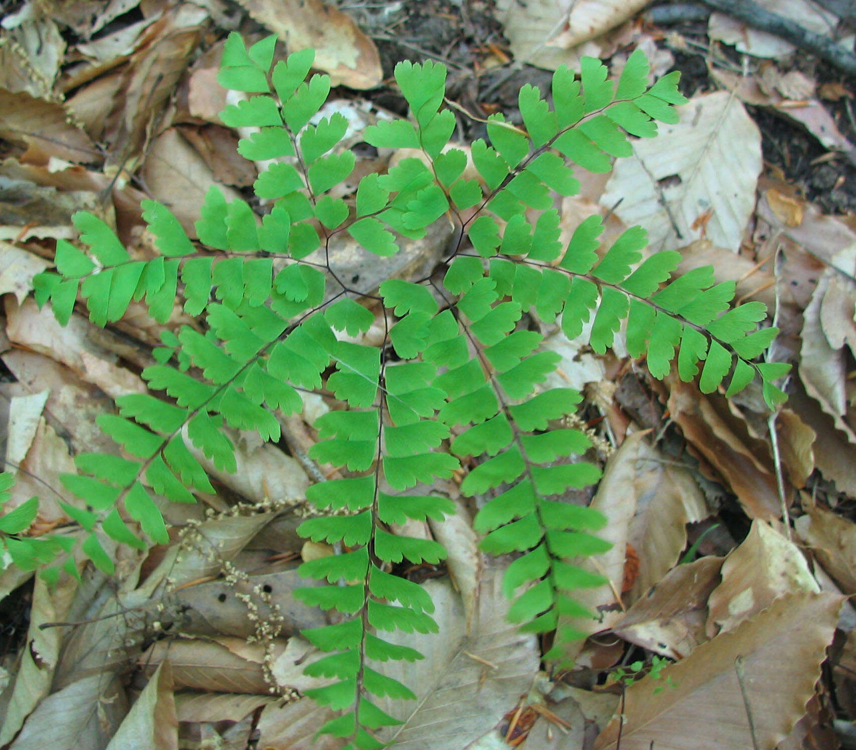 Image of Northern maidenhair fern