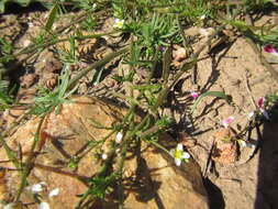 Plancia ëd Heliophila diffusa var. diffusa