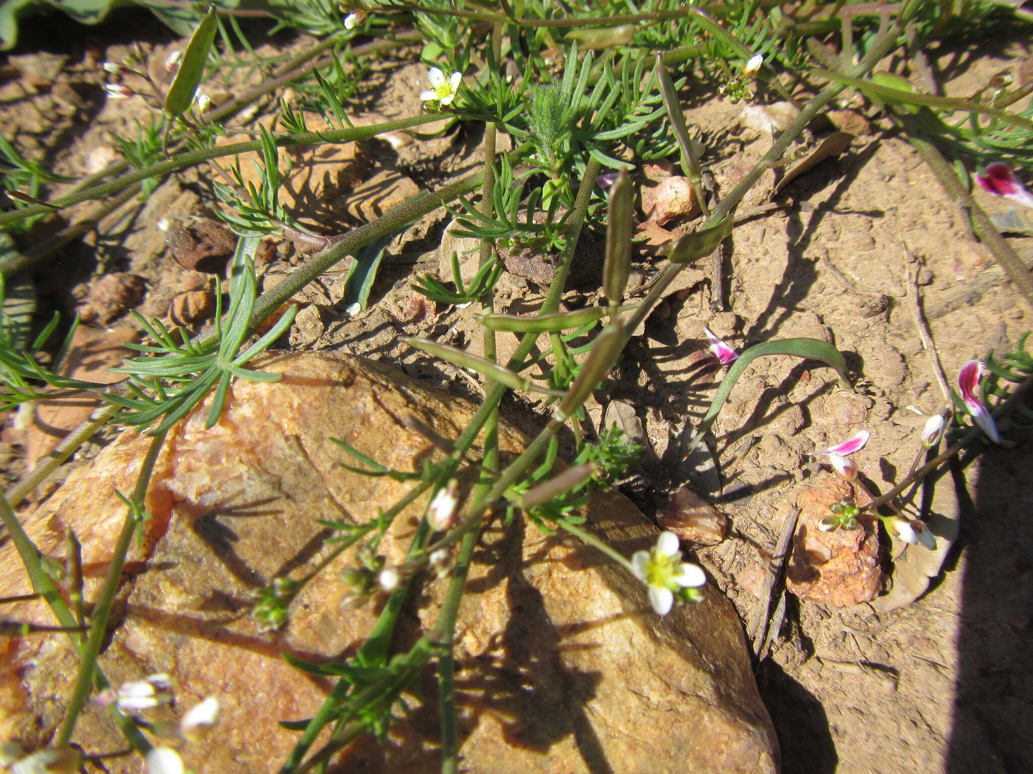 Plancia ëd Heliophila diffusa var. diffusa