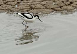 Image of avocet, pied avocet