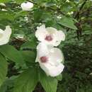 Image of Silky Camellia