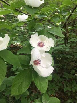 Imagem de Stewartia malacodendron L.