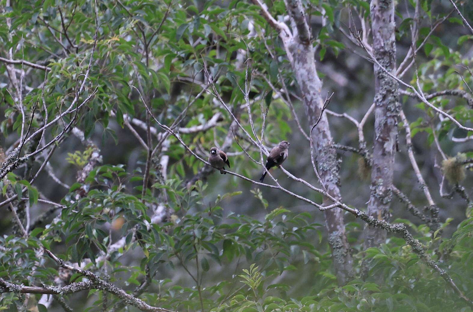 Image of Brown Bullfinch