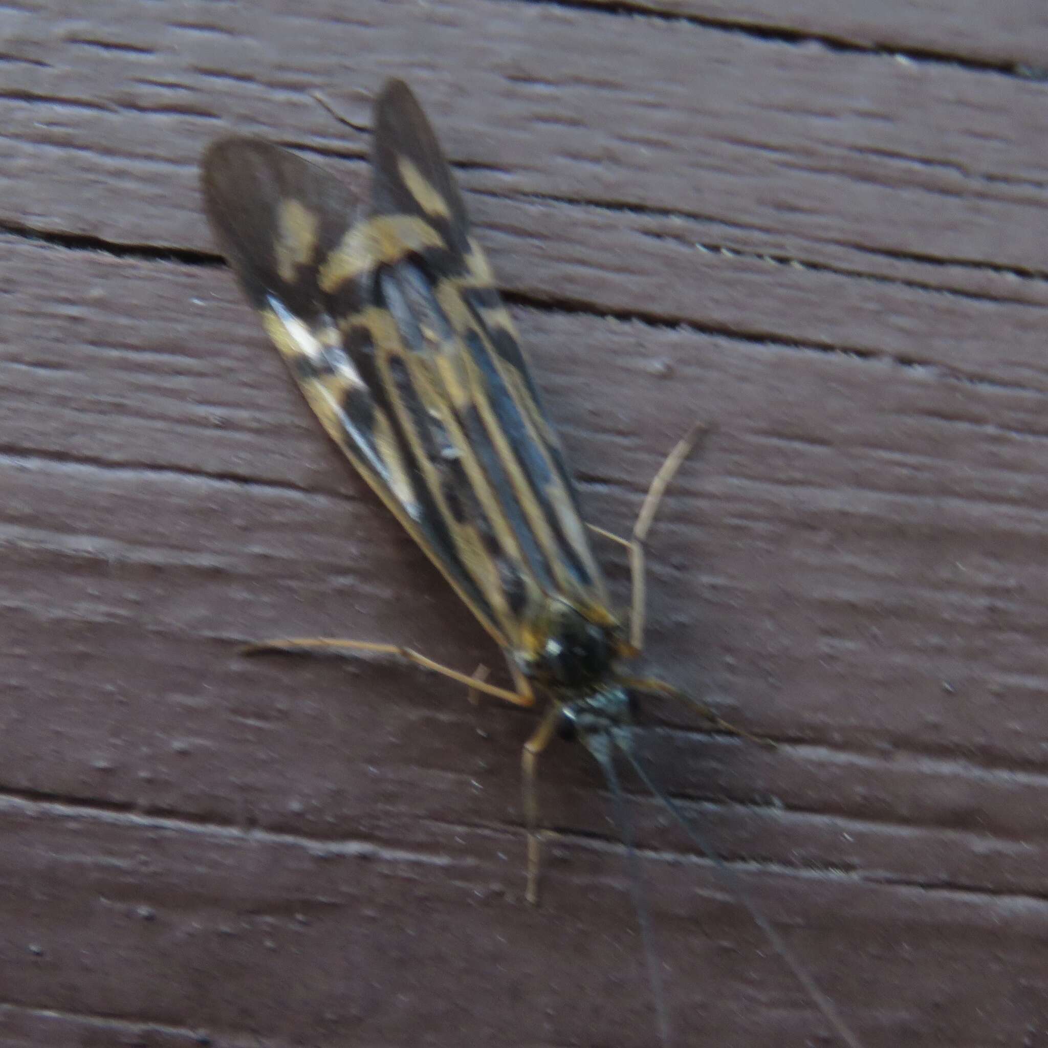 Image of Zebra Caddisfly