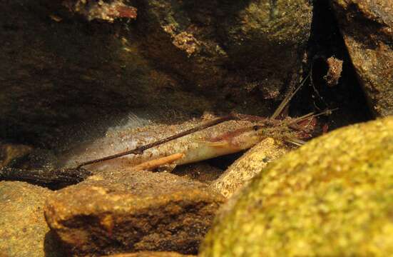 Image of Hong Kong catfish