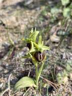 Image of Ophrys sphegodes subsp. aesculapii (Renz) Soó ex J. J. Wood