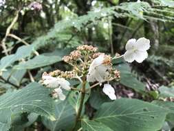 Image of Hydrangea aspera Buch.-Ham. ex D. Don