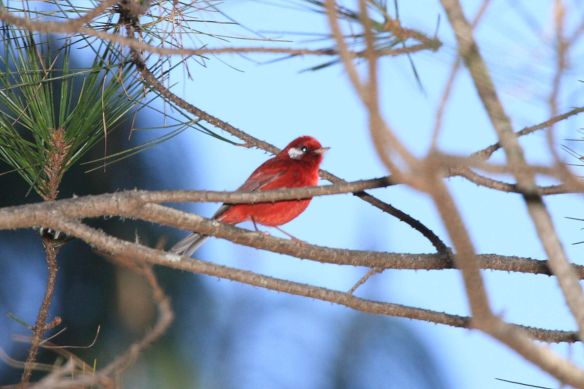 Image of Red Warbler