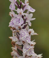 Image of Dactylorhiza grandis (Druce) P. F. Hunt