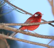 Image of Red Warbler