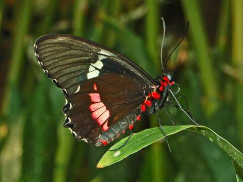 Image of Parides iphidamas (Fabricius 1793)