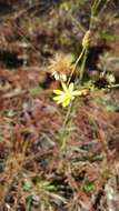 Pityopsis aspera (A. Gray) Small resmi