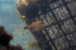 Image of Honeycomb Filefish