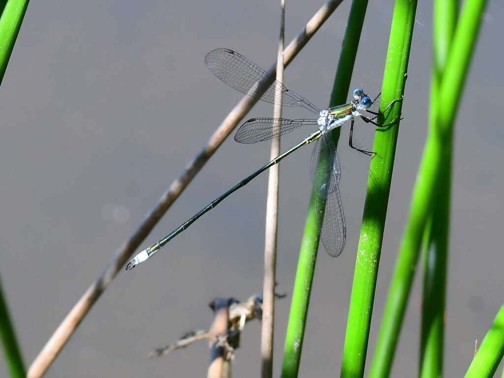 Image of Swamp Spreadwing