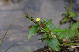 Image of Calyptocarpus brasiliensis (Nees & Mart.) B. L. Turner