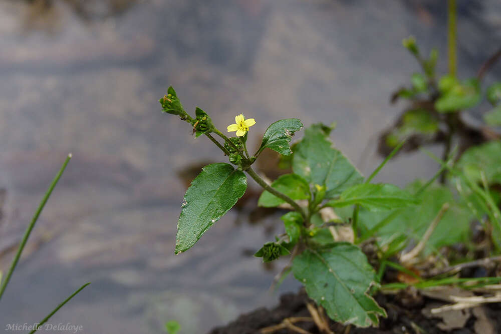 Calyptocarpus brasiliensis (Nees & Mart.) B. L. Turner resmi