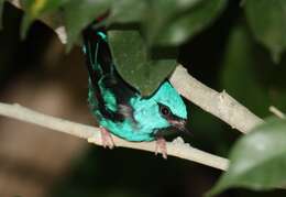 Image of Blue Dacnis