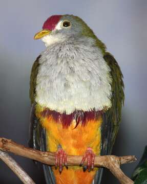 Image of Beautiful Fruit Dove