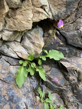 Dodecatheon utahense (N. H. Holmgren) Reveal resmi